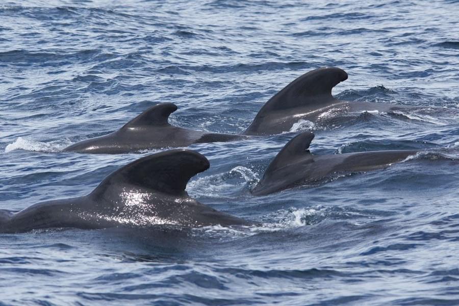 ORCA Short finned Pilot Whale orca-short-finned-pilot-whale